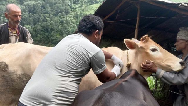 लम्पी स्किन रोग लागेका गाईभैँसीको दूध खानु हुन्छ कि हुँदैन