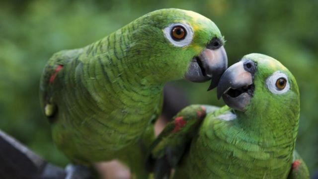 மனிதர்களை போலவே நட்புறவுக் கொள்ளும் விலங்குகள்