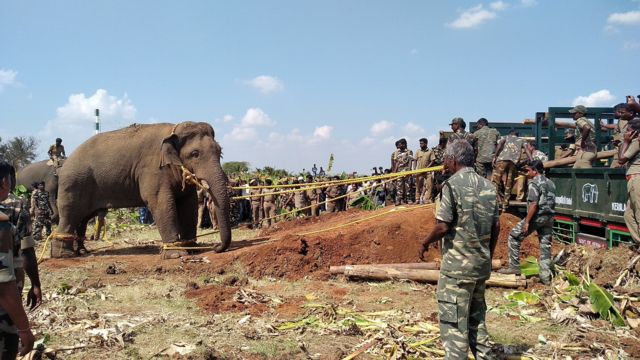 யானைகள்