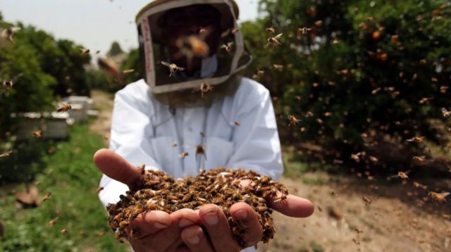 bee keeper