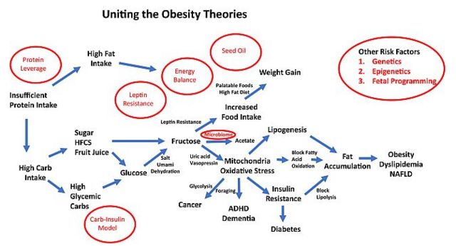 แผนผังแสดงความเชื่อมโยงระหว่างทฤษฎีความอ้วนแบบต่าง ๆ ซึ่งโดยสรุปแล้วมีรากเหง้ามาจากน้ำตาลฟรุกโตสทั้งหมด