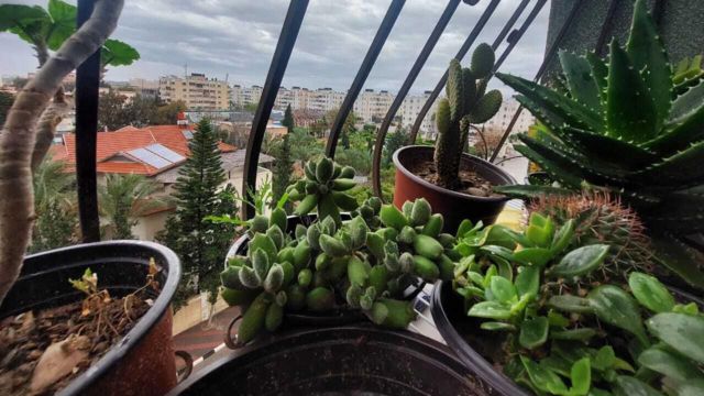 Uma vista das plantas de Nashwa com Gaza ao fundo. Ela sente muita falta de seu pequeno jardim