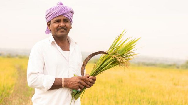 நெல் விலை, விவசாயி, விவசாயம்