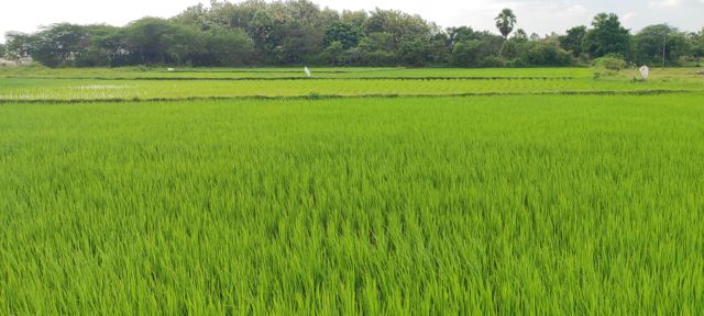 செய்யார் விவசாயிகள் போராட்டம்