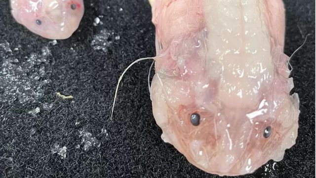 Peixe gelatinoso 