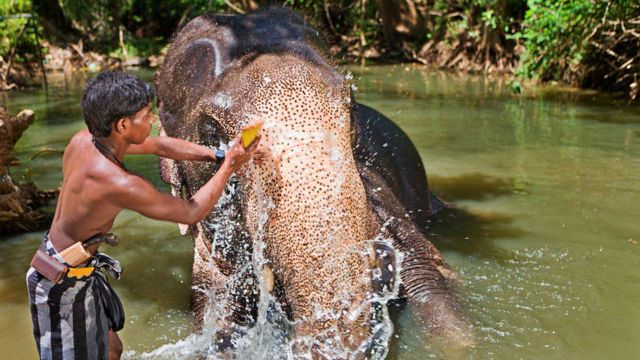 Махаут скребет слона