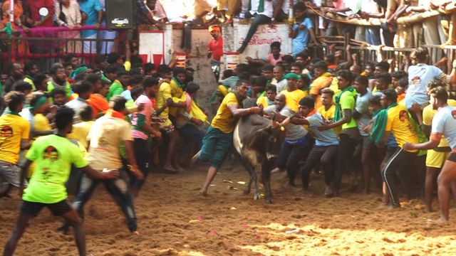 காளையை அடக்கும் விஜய்