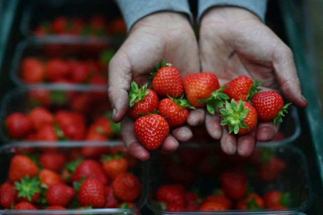 hands showing strawberries
