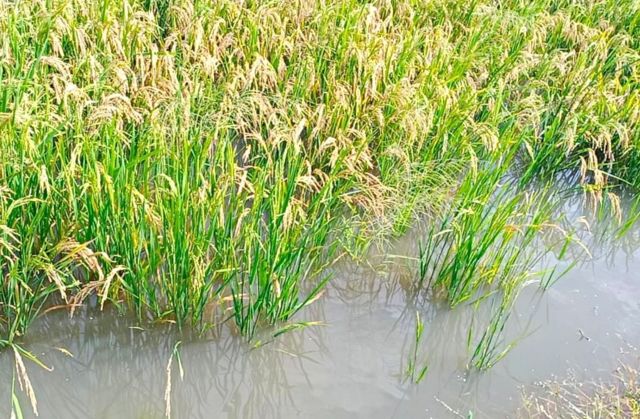 மழை நீரில் மூழ்கும் பயிர்களை காப்பது எப்படி?