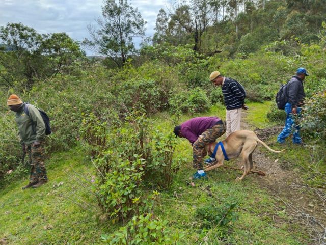 புலிகள் இறப்பு