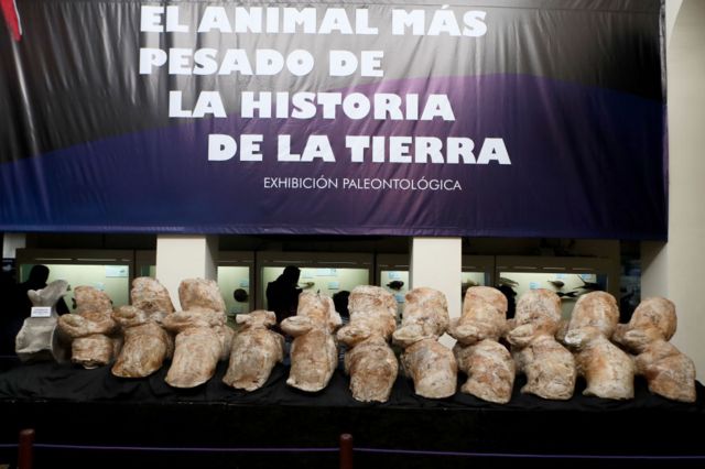 Vértebras do Perucetus colossus