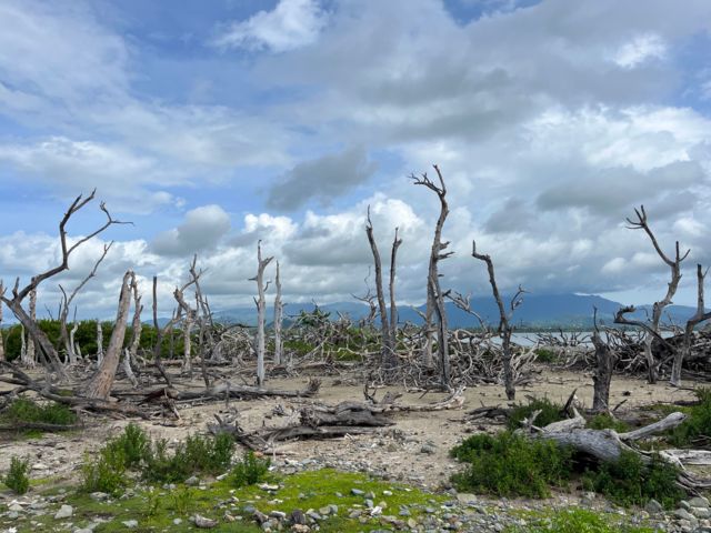 Imagen de árboles sin hojas en Cayo Santiago 