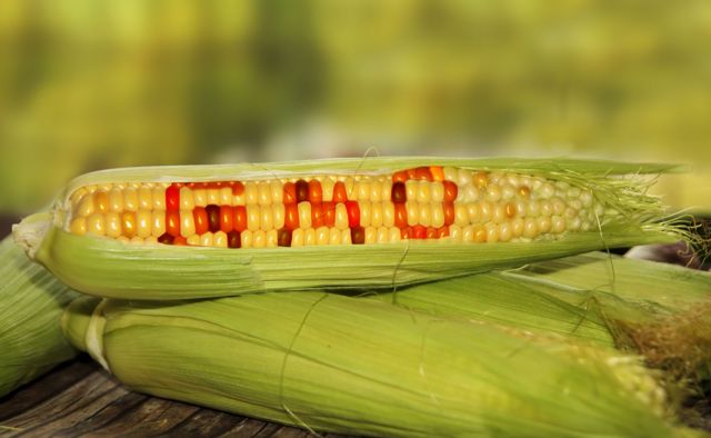 Epi de maïs sur lequel est écrit OGM