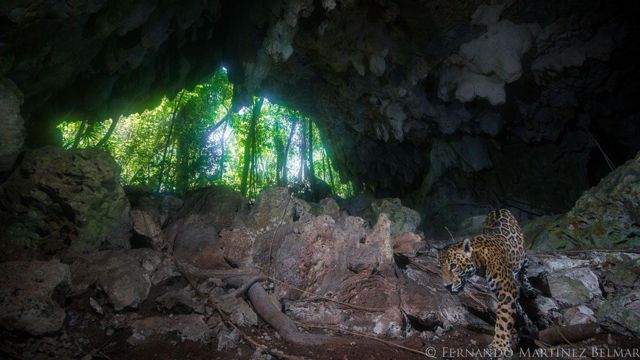 Jaguar en la selva
