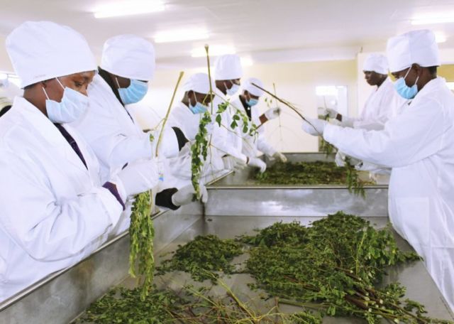 MTI est une entreprise qui fabrique des produits à base de moringa tels que le thé, la poudre, les comprimés et le jus