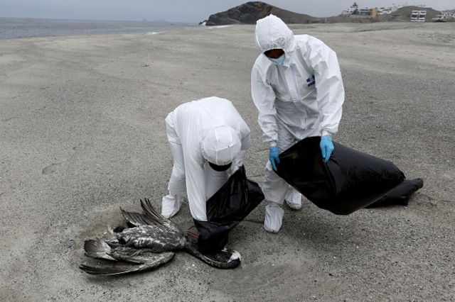 Profissionais recolhem aves mortas em praia