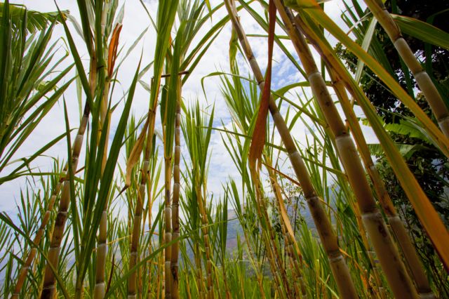 கரும்பு விவசாயிகள்