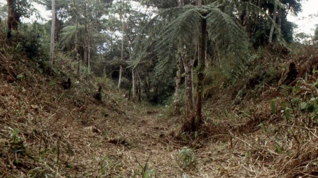 அமேசான் காடு