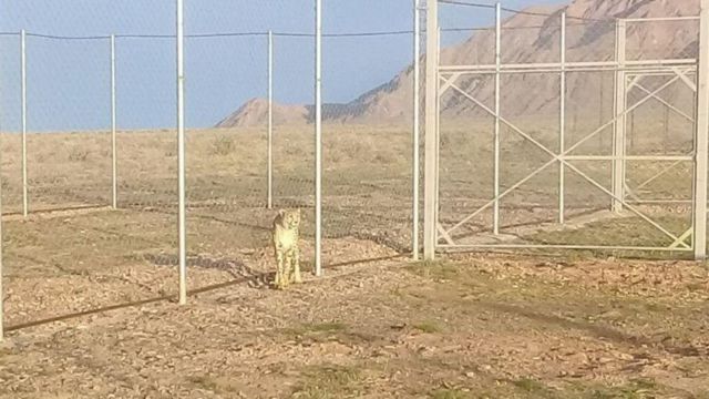 یوزپلنگ ایرانی در فهرست جانوران «در معرض خطر انقراض» قرار دارد