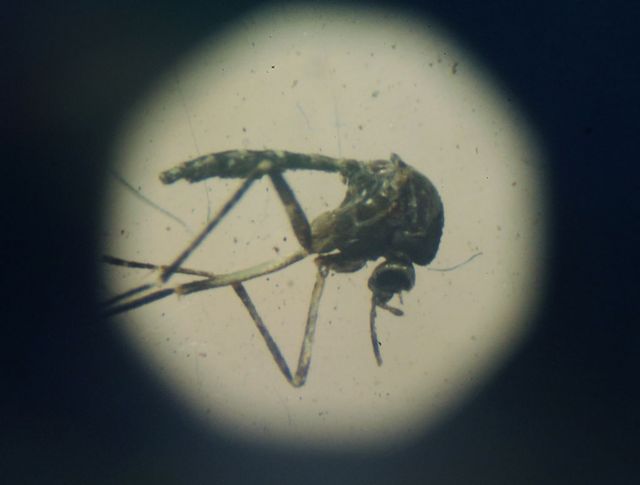 Aedes aegypti visto em um microscpio