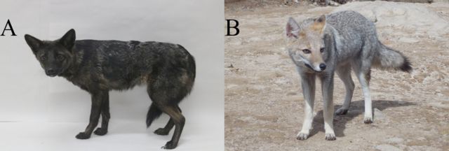 Comparação entre o animal resgatado (à esquerda) e um graxaim-do-campo (à direita)