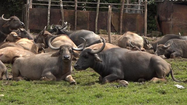 நீலகிரி, தோடர், எருமை