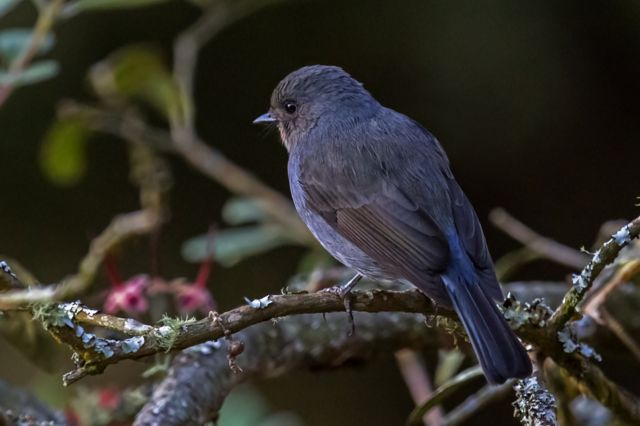 நீலகிரி ஈபிடிப்பான்