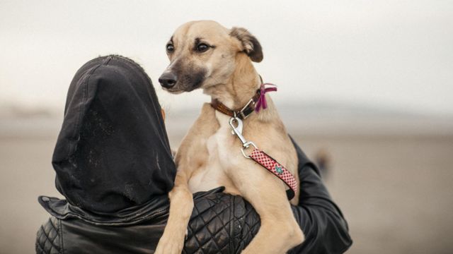  Italian greyhound cinsi bir köpek 
