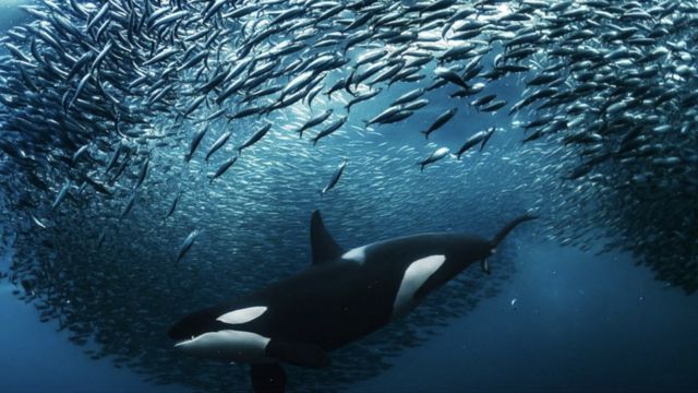 Na Noruega, uma orca fmea divide um cardume de arenques enquanto mergulha para pegar um deles