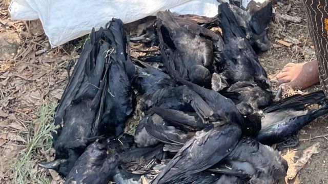 வெண்படை நோய்க்கு காகங்கள் மருந்தா?