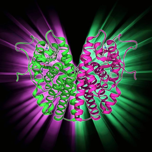Modelo molecular del receptor de estrógeno y fármaco tamoxifeno.