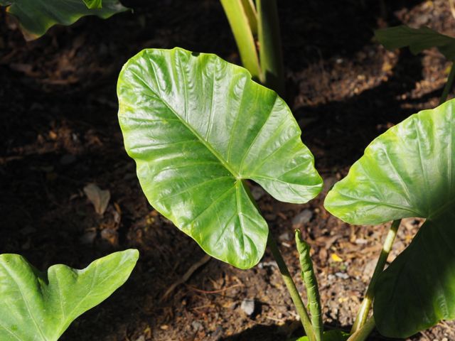 Feuilles de taro