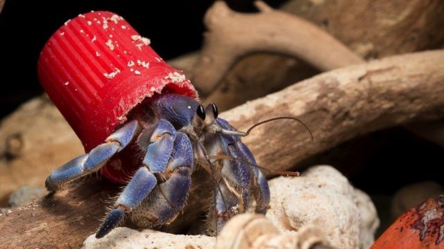 Cangrejo que usa una tapa roja de plástico como caparazón