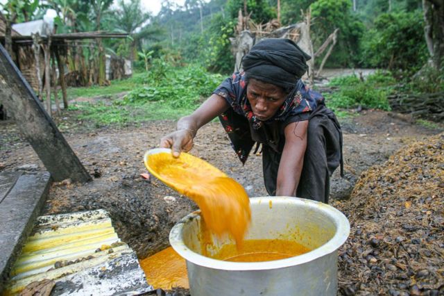 Nutrition : les 5 principaux avantages de l'huile de coco pour la santé -  BBC News Afrique