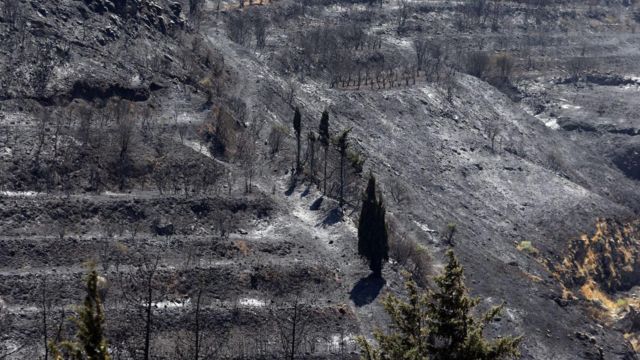 Suriye'de de orman yangınları meydana geliyor
