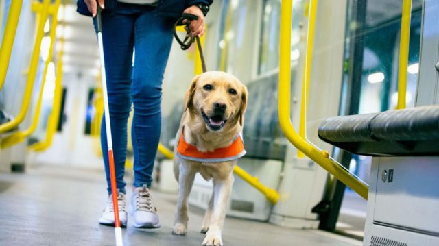 Cão-guia com mulher em metro