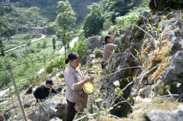 Nông dân hái chồi ở Quý Châu 