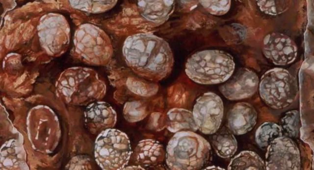 டைனோசரின் மூன்றாவது முட்டை கூடு