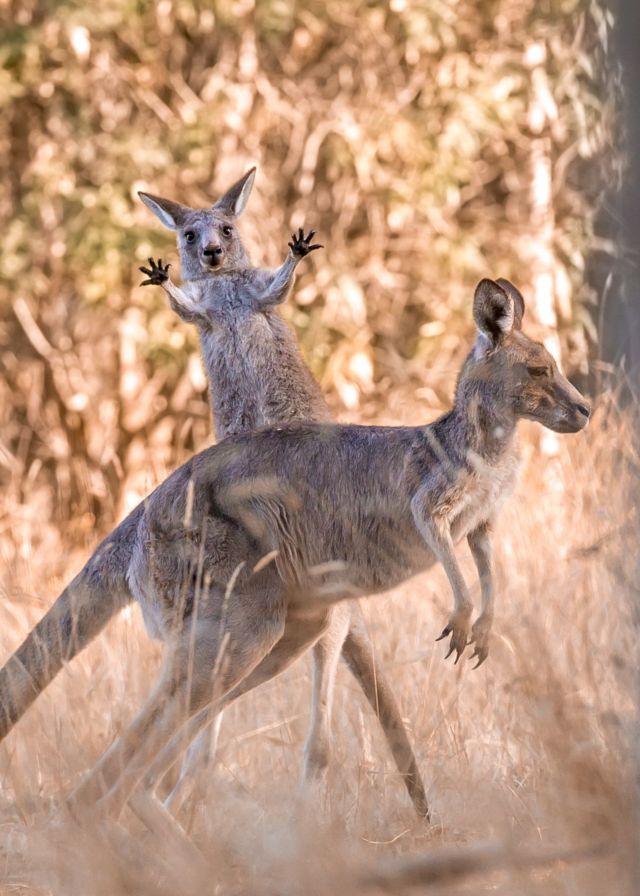 Grey kangaroo jumping up with its upper limbs apart in the apearance of a phot bombing, while an adult kangaroo bounces past