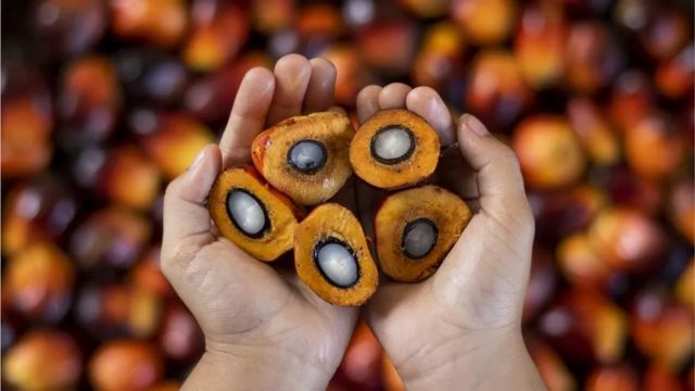 பன்றிக் கொழுப்பு விமான எரிபொருள்