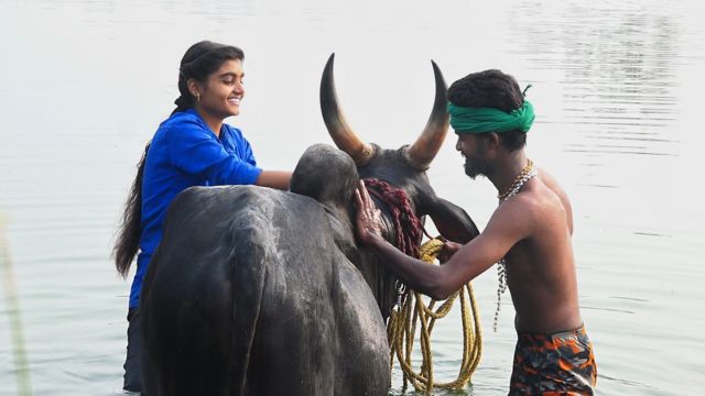 Yogadarshini tending cows with her brother