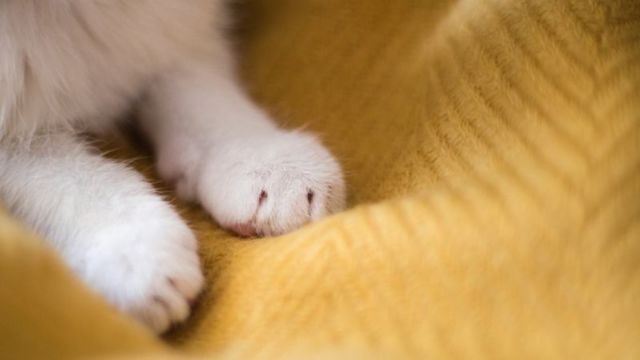 Gatos de três patas, Saúde do gato e cuidados