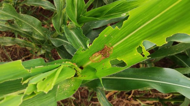 மக்கா சோளம் சாகுபடி பூச்சி தாக்குதல் விவசாயம்