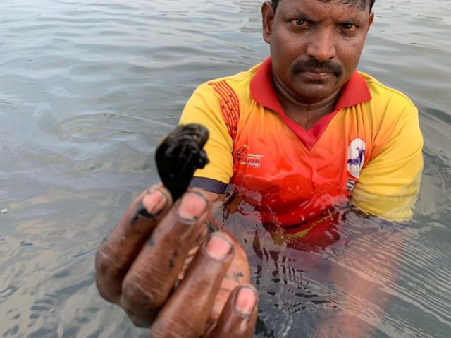 அழிவை எதிர்நோக்கும் சிங்க இறால், நெத்திலி மீன்