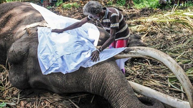 Un elefante caído con un paño que le cubre el rostro