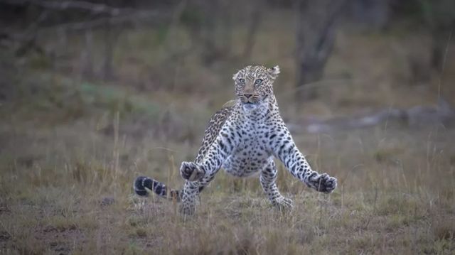 نمر