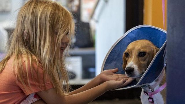 Küçük bir kız ile beagle cinsi köpek