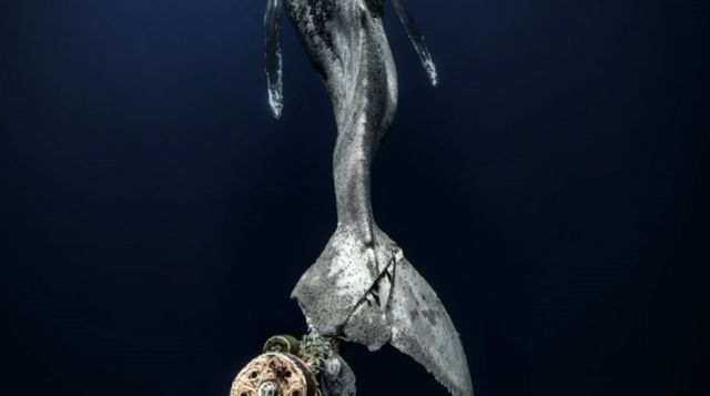 Uma baleia-jubarte morrendo no Oceano Pacfico