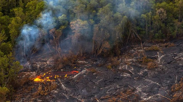 A picture of a forest fire