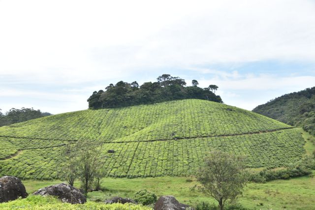 மாஞ்சோலை எஸ்டேட் - இன்றைய நிலை